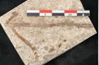 Foto (Detailansicht) von Glyptostrobus europaeus Brongniarti (NHMW-GEO-2024-0188-8079)